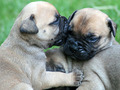Bullmastiff Puppies - puppies photo