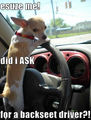 Cheeky Chihuahua :) - dogs photo