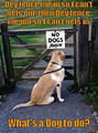 Funny Dog :) - dogs photo