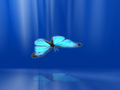 butterflies - Elecric Blue wallpaper