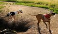 Great Dane ! - dogs photo