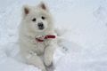 Loving the snow :) - dogs photo