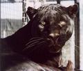 Old Black Panther pic - black-panthers photo