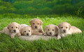 puppies - Puppies ! wallpaper