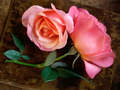 roses - Pink Roses wallpaper