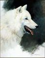 White Wolf - wolves photo