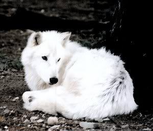  White भेड़िया