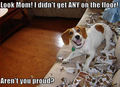 lol.....dogs ! - dogs photo