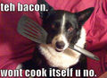 lol......dogs !! - dogs photo