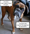 lol......dogs !! - dogs photo