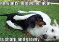 lol.....dogs ! - dogs photo