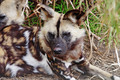 African Wild Dog - animals photo