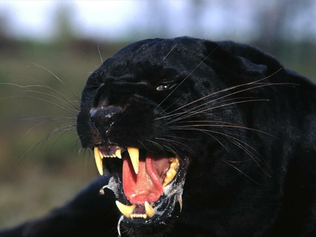 Black Panther - Animals Wallpaper (13128444) - Fanpop