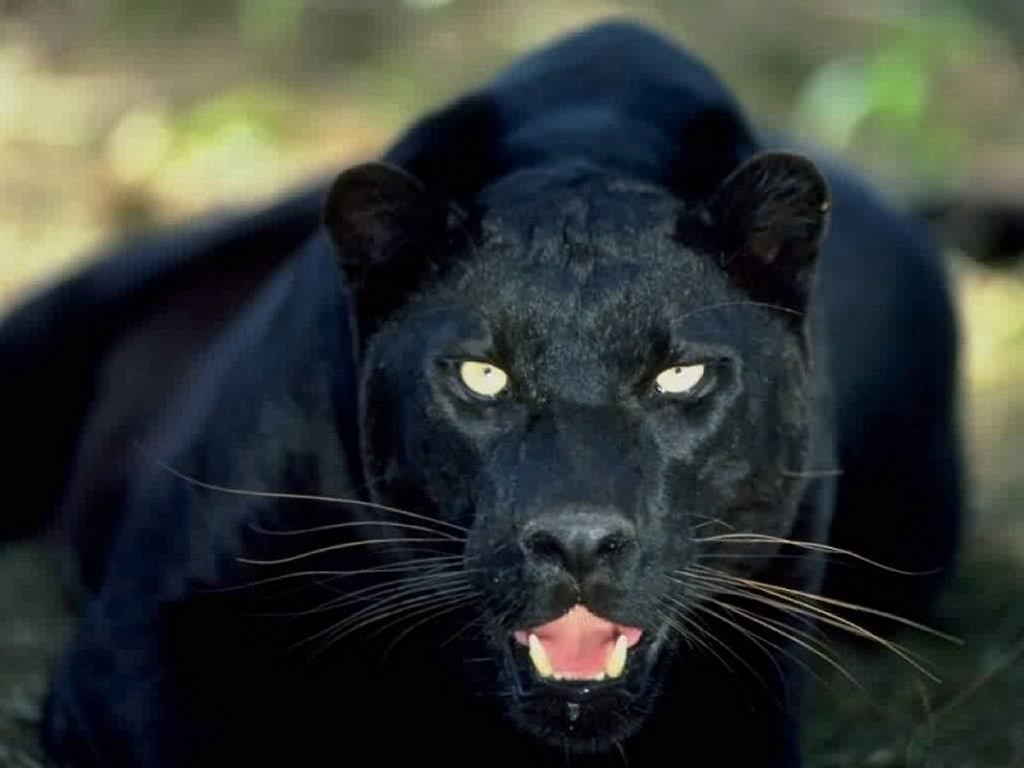 Black Panther - Animals Wallpaper (13128454) - Fanpop
