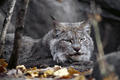 Canadian Lynx - animals photo