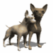 Chihuahua - chihuahuas icon