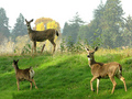 Deer - animals photo