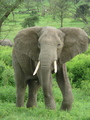 Elephant - animals photo