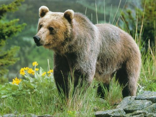 Grizzly Bears