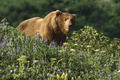 Grizzly Bears - animals photo