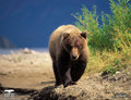 Grizzly Bears - animals photo