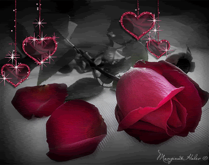  Hearts and hoa hồng
