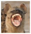 Hyena - animals photo