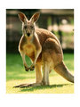 Kangaroo - animals photo
