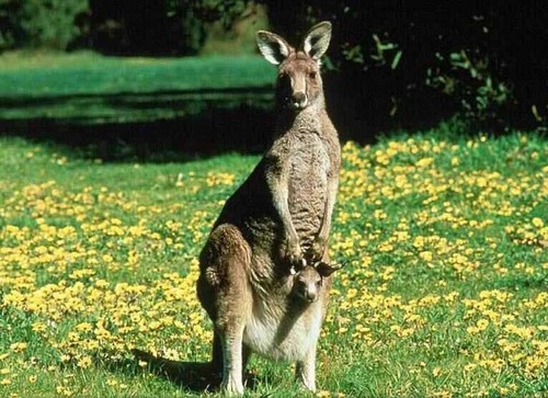 kangaroo, kangaruu