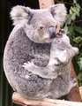 Koala - animals photo