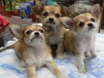  tình yêu Chihuahuas