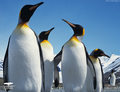 Penguin - animals photo