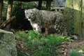 Snow Leopard - animals photo