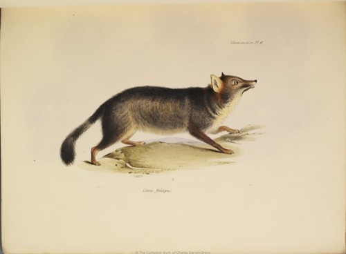  The Zoology of the Voyage of H.M.S. anjing pemburu, beagle