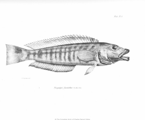 The Zoology of the Voyage of H.M.S. Beagle