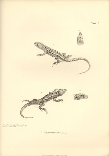  The Zoology of the Voyage of H.M.S. بیگل, بیاگلی