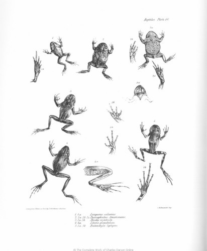  The Zoology of the Voyage of H.M.S. гончая, бигл