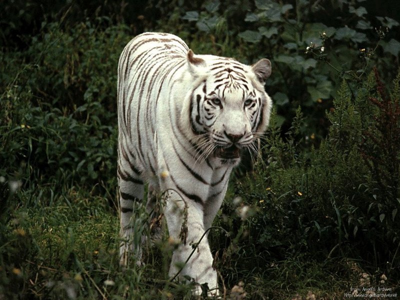 cute white tiger wallpaper. White Tiger