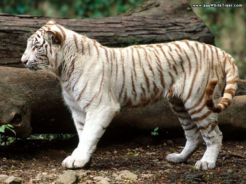 white tiger wallpaper. White Tiger