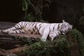 White Tiger - animals photo