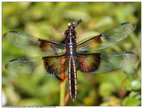  Widow Skimmer Dragonfly