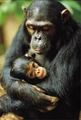 chimpanzee - animals photo
