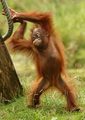 orangutan - animals photo