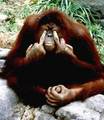 orangutan - animals photo