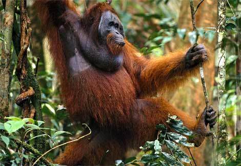  orangutan