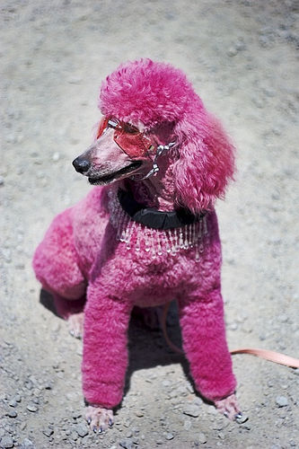  粉, 粉色 poodle