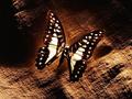 butterflies - Brown Butterfly wallpaper
