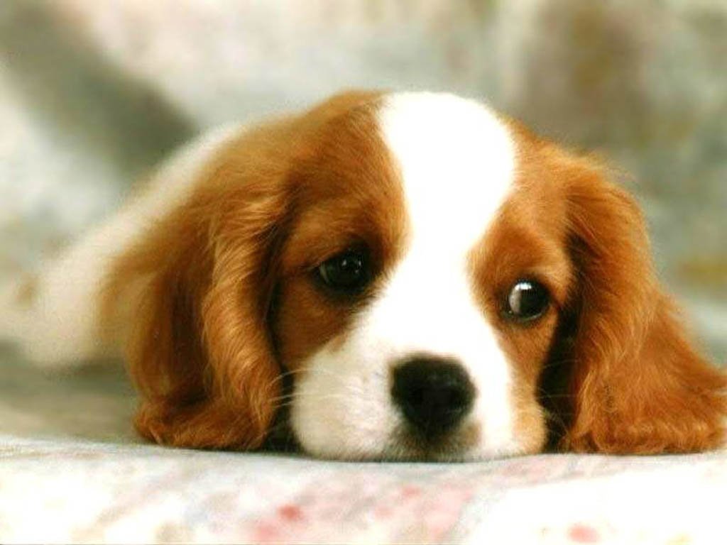 Cute Puppy Dog Face
