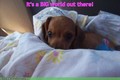 Cute / Funny Dogs !! - dogs photo