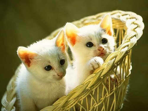 Cute Kittens